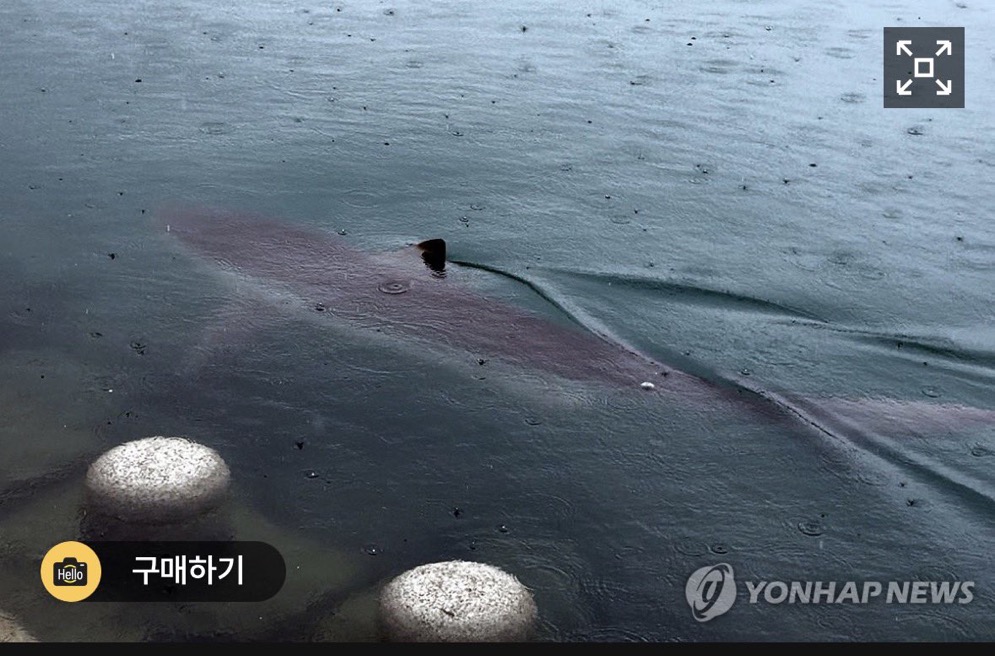 Busan shark token artwork