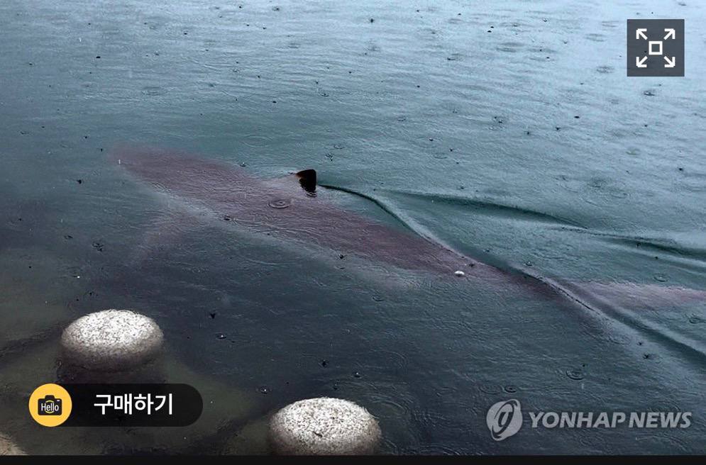 Busan shark token artwork